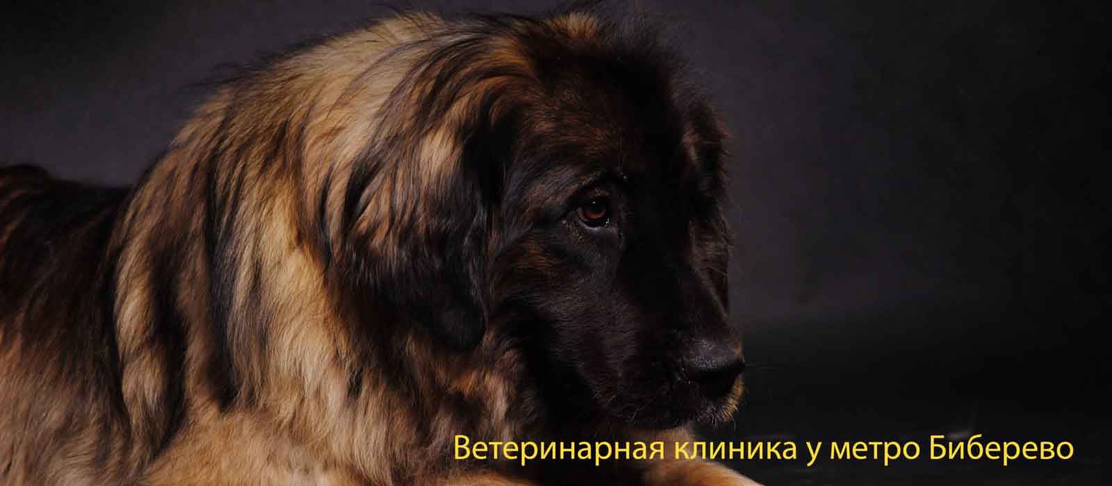 Ветеринарная клиника Бибирево +7(499) 653-84-90
