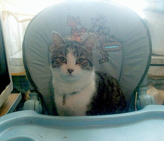 Передержка кошек