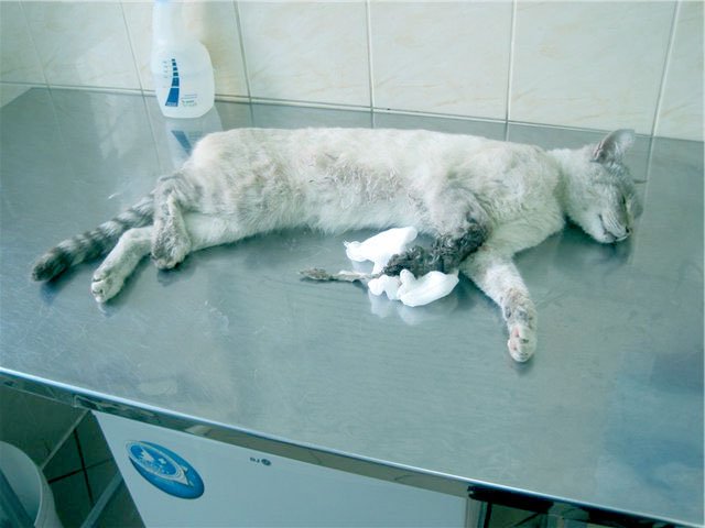 стерилизация кошки