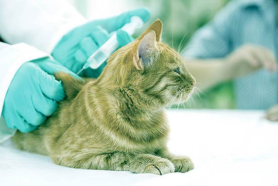 вакцинация кошек